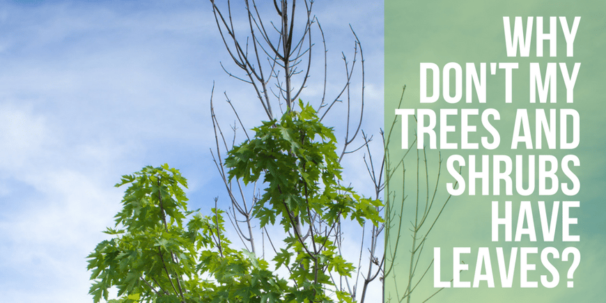 Why are my trees and shrubs not leafing out?